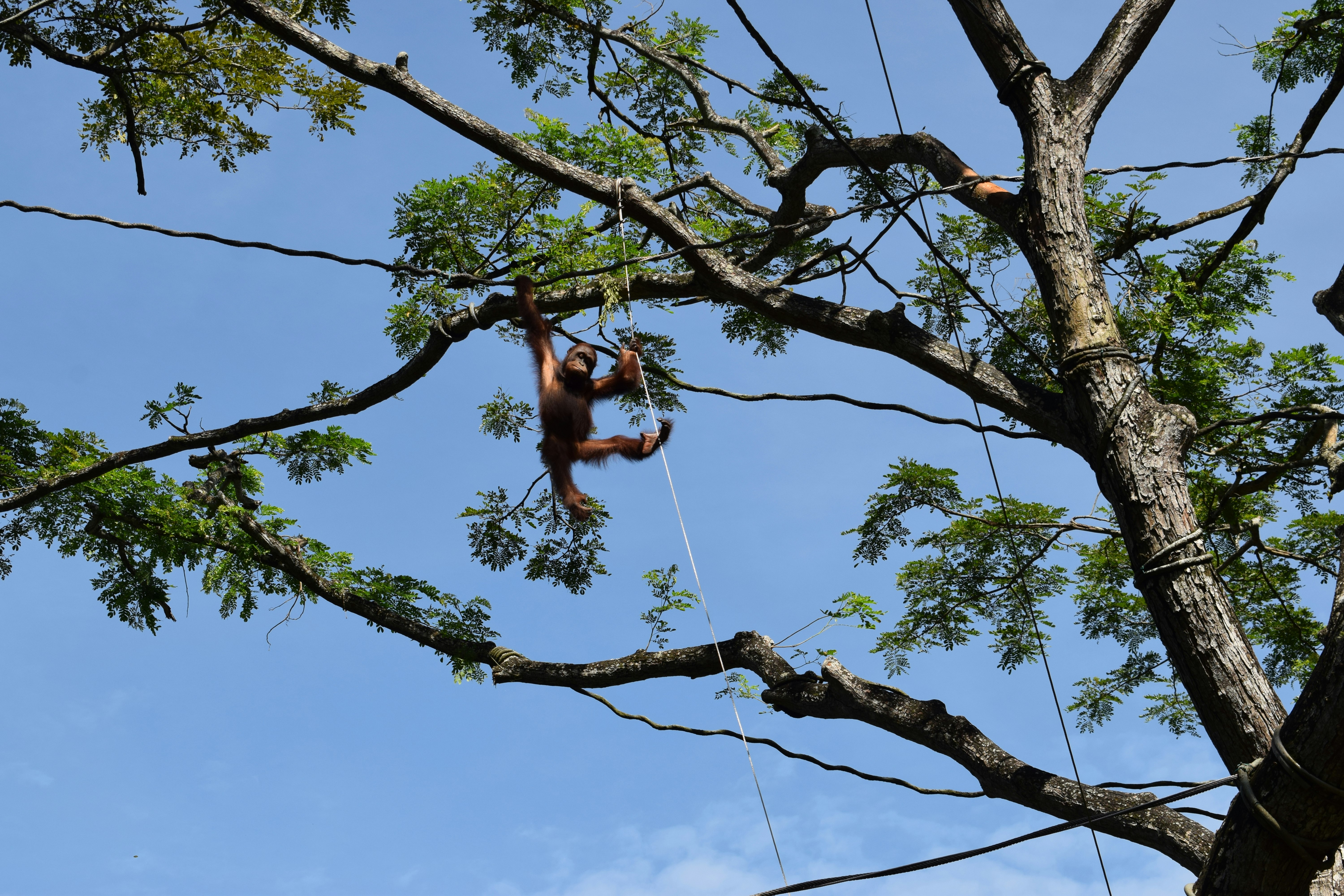В Москве жильцы квартиры обнаружили обезьяну у окна