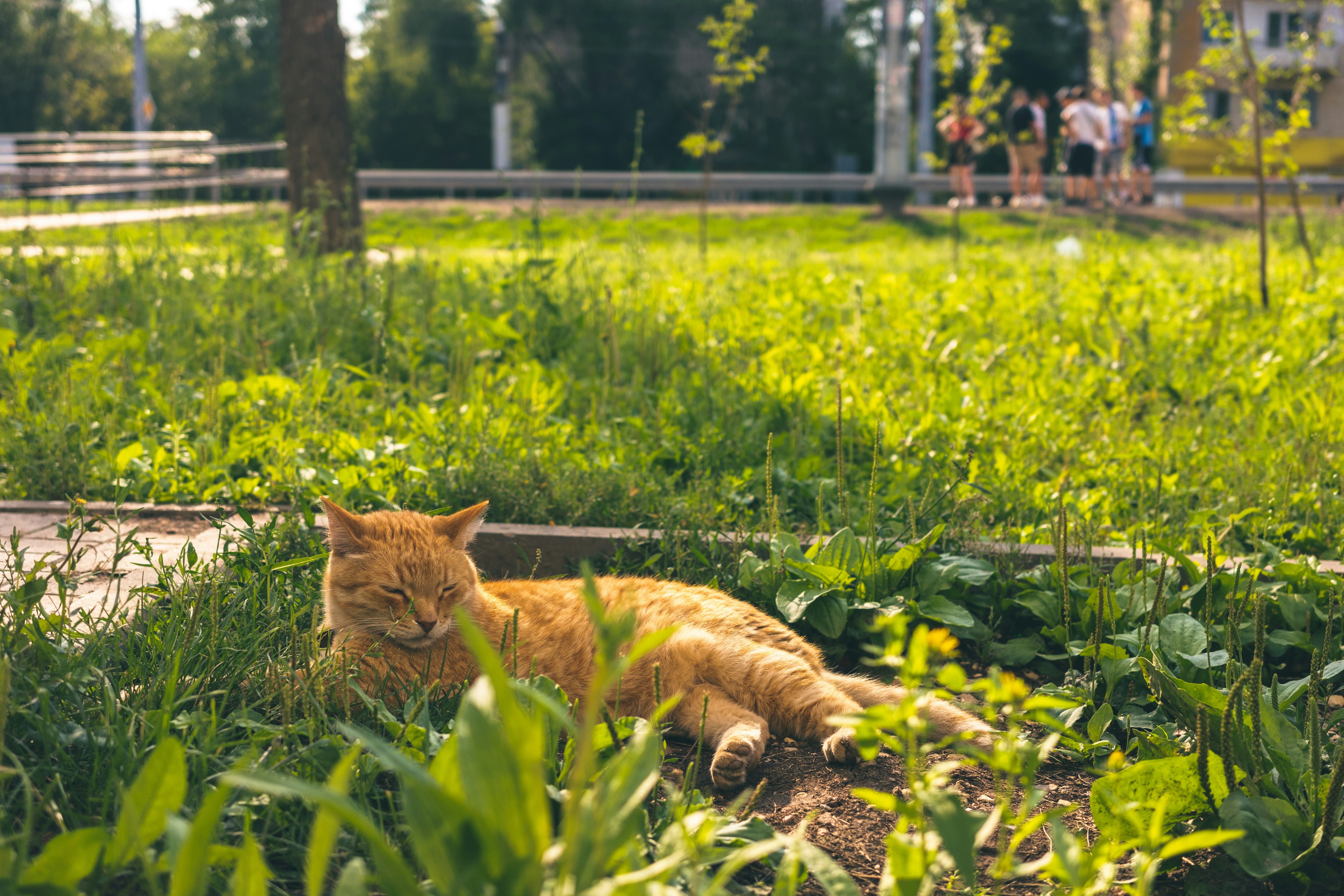 С 1 сентября в Самаре прекращается движение бесплатных автобусов